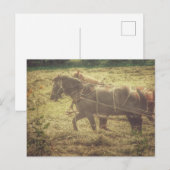 Black and Sorrel Amish Horses Mowing Hay ポストカード (正面/裏面)