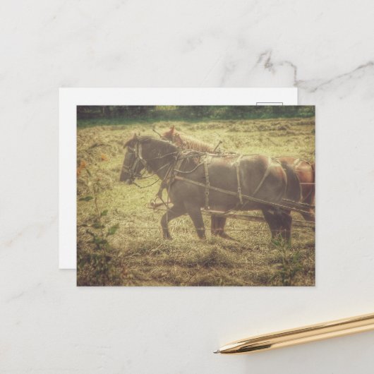Black and Sorrel Amish Horses Mowing Hay ポストカード (正面/裏面インサイチュ)