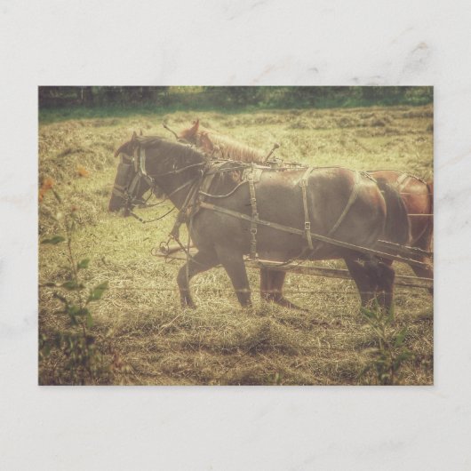 Black and Sorrel Amish Horses Mowing Hay ポストカード (正面)