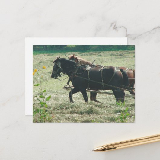 Black and Sorrel Amish Horses Mowing Hay Kalona  ポストカード (正面/裏面インサイチュ)