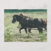 Black and Sorrel Amish Horses Mowing Hay Kalona  ポストカード (正面)