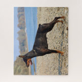 Black and Tan Doberman Pinscher on the shoreline ジグソーパズル (縦)