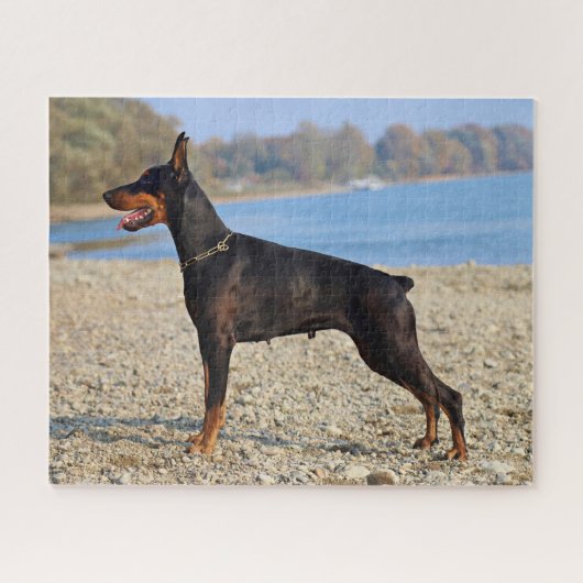 Black and Tan Doberman Pinscher on the shoreline ジグソーパズル (横)