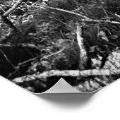 black and white birch forest ポスター (角)