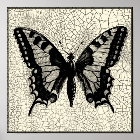 Black and White Butterfly on Cracked Background ポスター (正面)