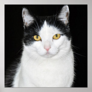 Black and White Cat Portrait ポスター