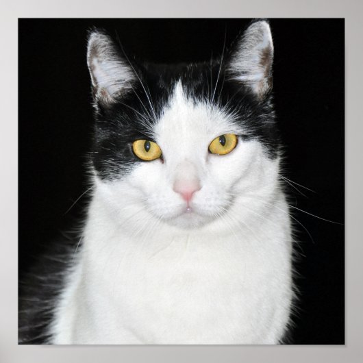 Black and White Cat Portrait ポスター (正面)