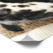 Black and White Cocker Spaniel Poster ポスター (角)