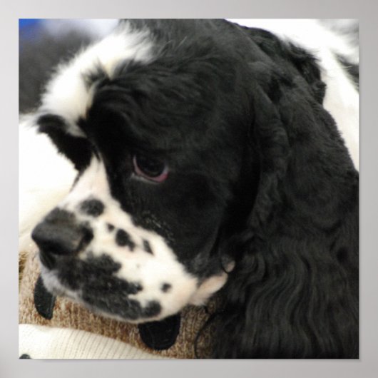 Black and White Cocker Spaniel Poster ポスター (正面)