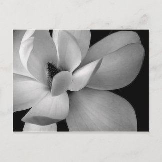 black-and-white-flower-7256-hd-wallpapers.jpg ポストカード