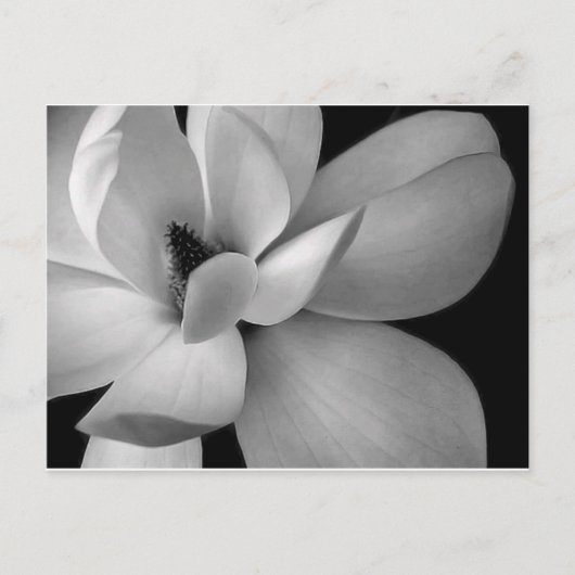 black-and-white-flower-7256-hd-wallpapers.jpg ポストカード (正面)