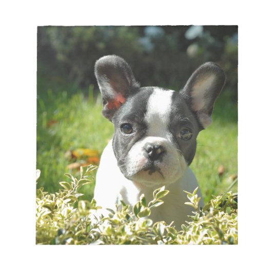 Black and White French Bull Dog Puppy ノートパッド (正面)