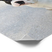 Black and White French Bulldog ポスター (角)