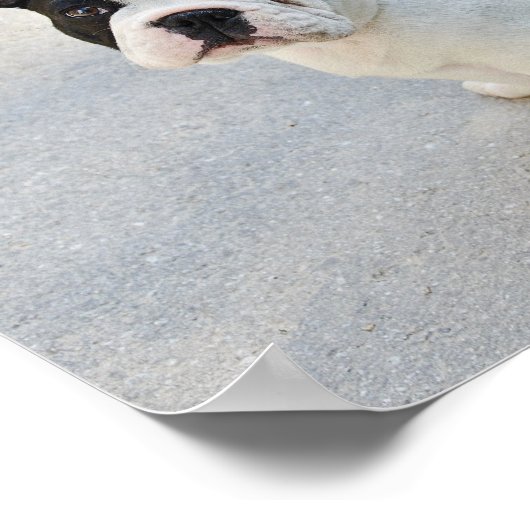 Black and White French Bulldog ポスター (角)