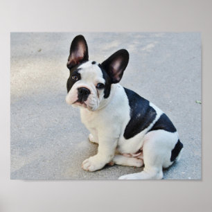 Black and White French Bulldog ポスター