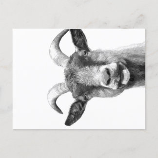Black and White Goat _Funny Goat Canvas| シーズンポストカード