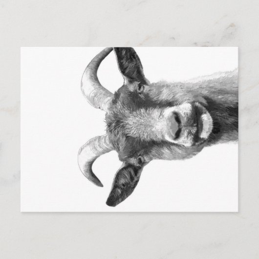 Black and White Goat _Funny Goat Canvas| シーズンポストカード (正面)