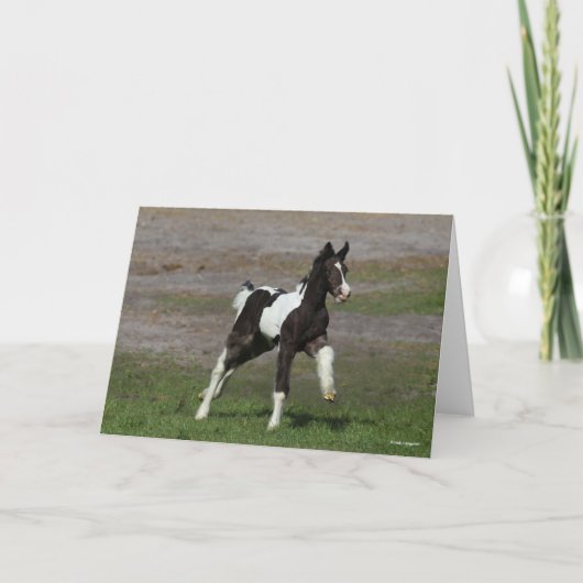 Black and White Gypsy Vanner Foal Running カード (正面)