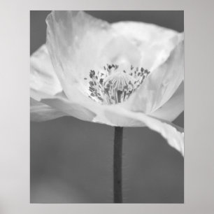 Black and White Iceland Poppy Flower Photography ポスター