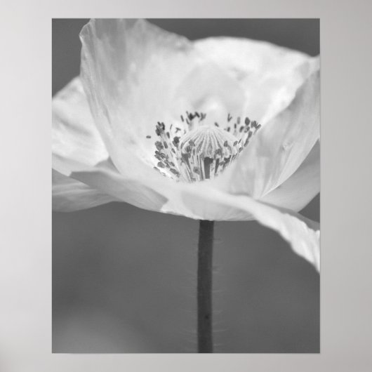 Black and White Iceland Poppy Flower Photography ポスター (正面)