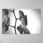 Black and White Orchid Flowers on the Stem ポスター (正面)