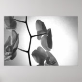 Black and White Orchid Flowers on the Stem ポスター (正面)