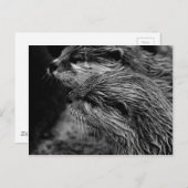 black and white otters ポストカード (正面/裏面)