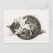 Black and white pencil drawing of a sleeping cat ポストカード (正面)
