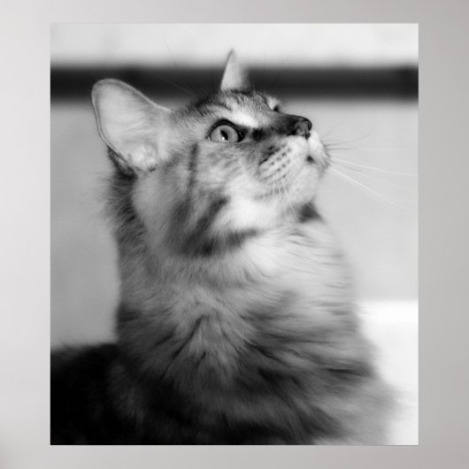 Black And White Photograph Maine Coon Kitten ポスター (正面)