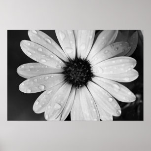 Black and White Photography of African Daisy ポスター