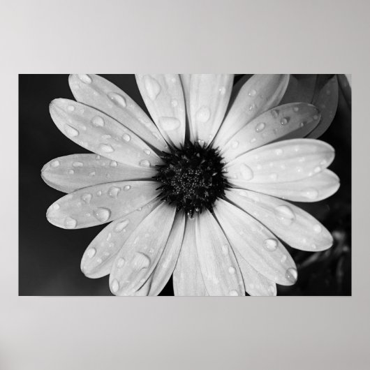Black and White Photography of African Daisy ポスター (正面)