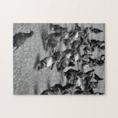 Black and white photography of many pigeons ジグソーパズル (横)