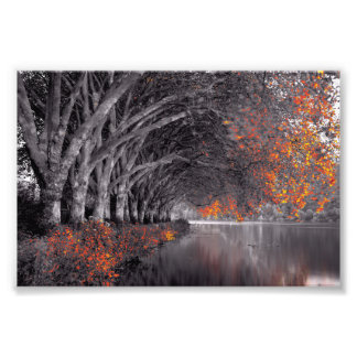 Black and White Trees. Reflection in a lake. フォトプリント