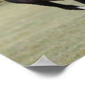 Black And White Welsh Pony Foal Running ポスター (角)