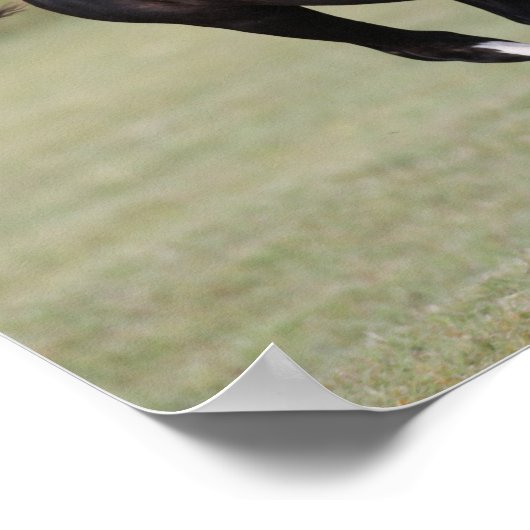 Black And White Welsh Pony Foal Running ポスター (角)