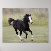 Black And White Welsh Pony Foal Running ポスター (正面)