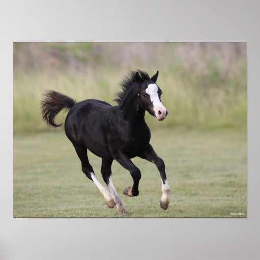 Black And White Welsh Pony Foal Running ポスター (正面)