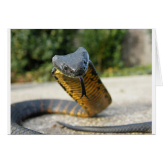 Black_and_yellow_kill_a_fellow