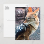 Black-backed Jackal [Postcard] ポストカード (正面/裏面)