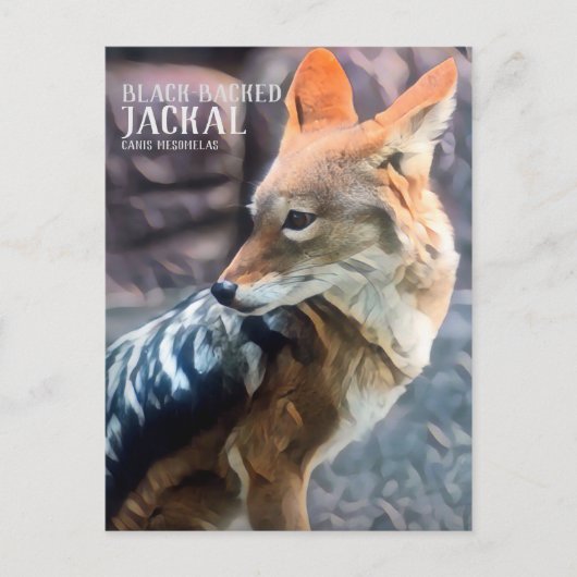Black-backed Jackal [Postcard] ポストカード (正面)