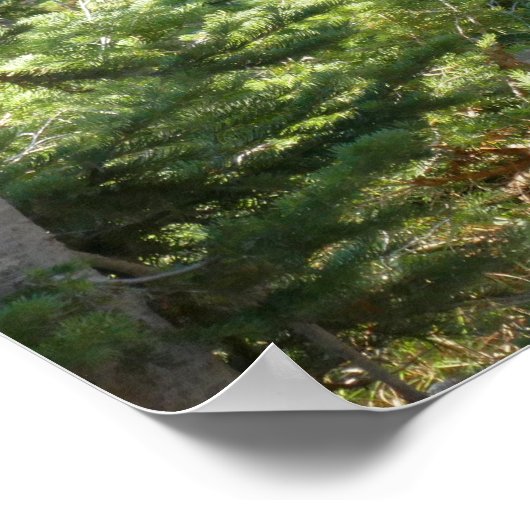 Black Bear at Grand Teton ポスター (角)