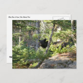 Black Bear at Grand Teton ポストカード (正面/裏面)