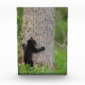 Black Bear Cub | Great Smoky Mountains フォトブロック (正面)