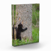 Black Bear Cub | Great Smoky Mountains フォトブロック (左)