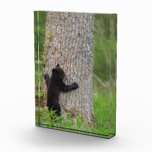 Black Bear Cub Great Smoky Mountains フォトブロック
