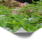 Black Bear Cub | Great Smoky Mountains ポスター (角)