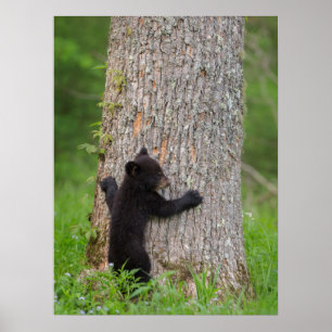 Black Bear Cub Great Smoky Mountains ポスター