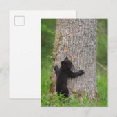 Black Bear Cub | Great Smoky Mountains ポストカード (正面/裏面)