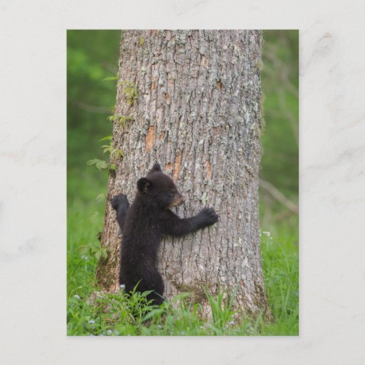 Black Bear Cub | Great Smoky Mountains ポストカード (正面)