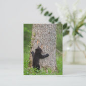 Black Bear Cub | Great Smoky Mountains ポストカード (スタンド正面)